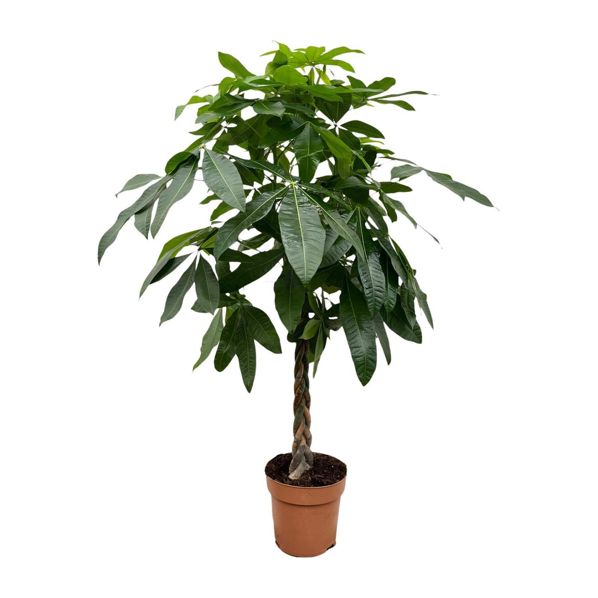 Pachira Aquatica | ↑180 cm | Ø27 cm