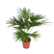 Livistona Chinensis | ↑150 cm | Ø27 cm