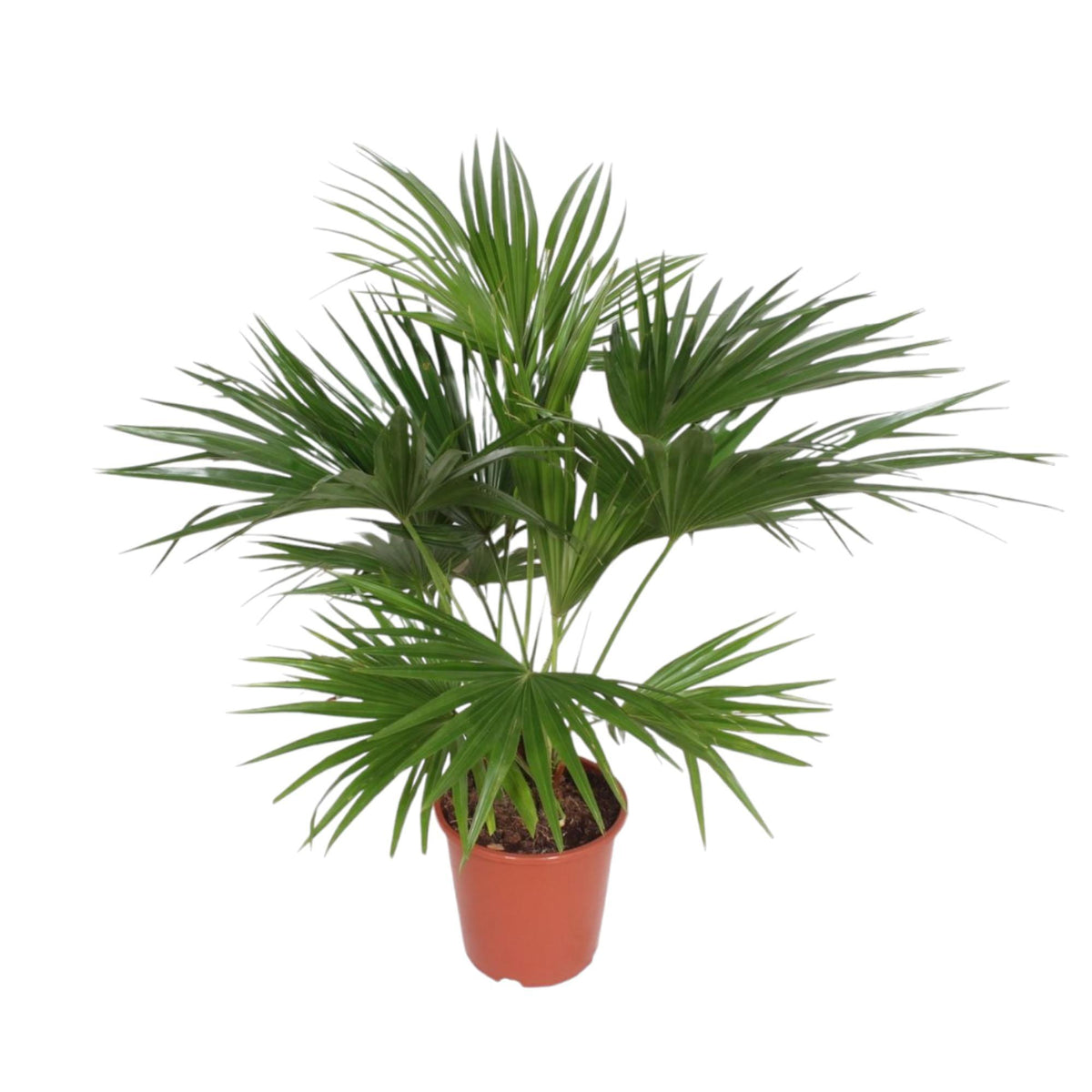 Livistona Chinensis | ↑150 cm | Ø27 cm