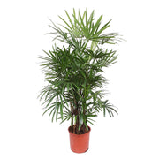 Rhapis Excelsa | ↑190 cm | Ø34 cm