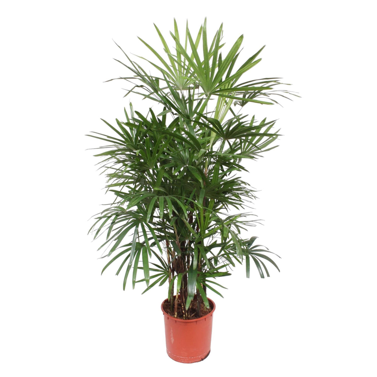 Rhapis Excelsa | ↑190 cm | Ø34 cm