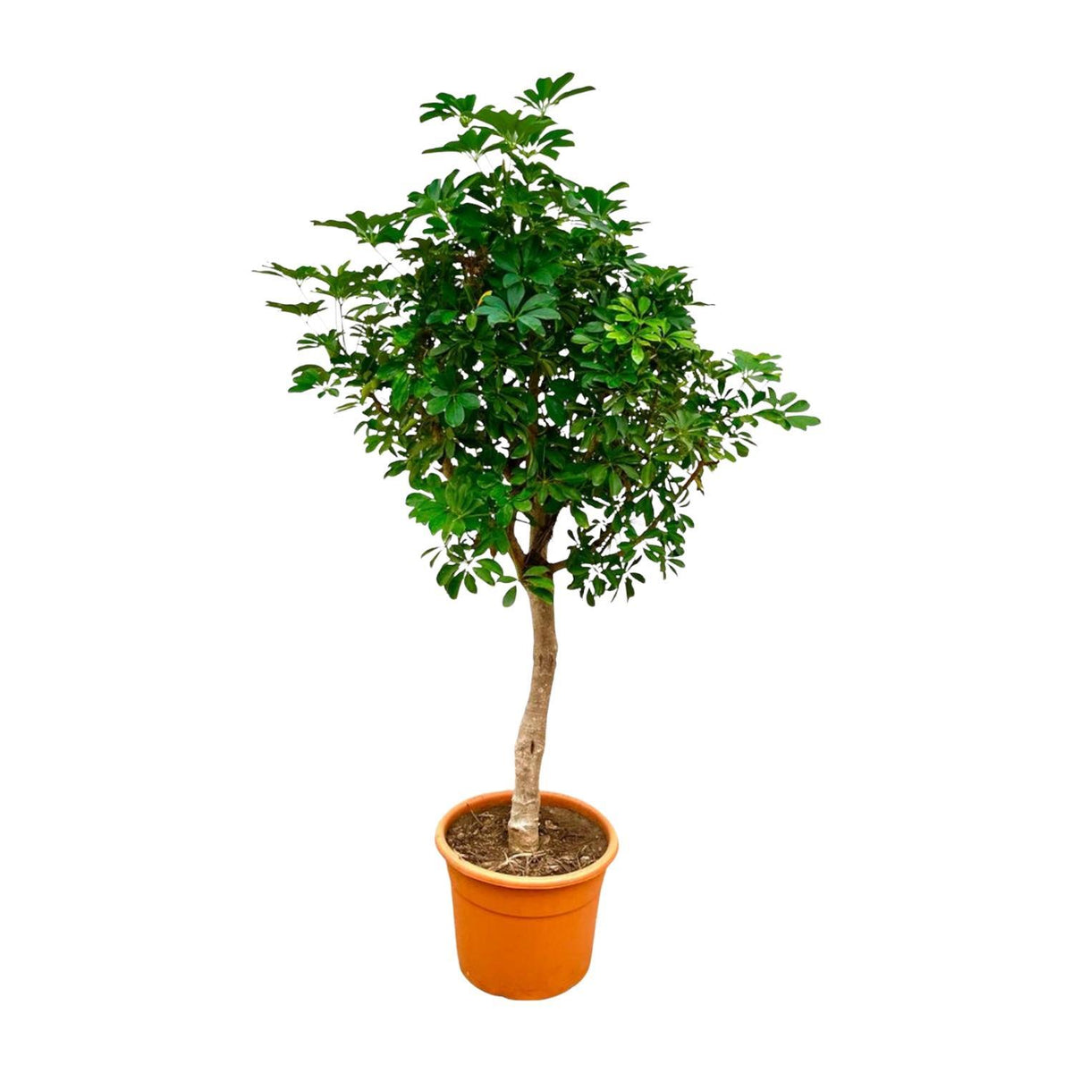 Schefflera Op Stam | ↑225 cm | Ø45 cm