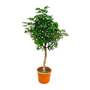 Schefflera Op Stam | ↑225 cm | Ø45 cm