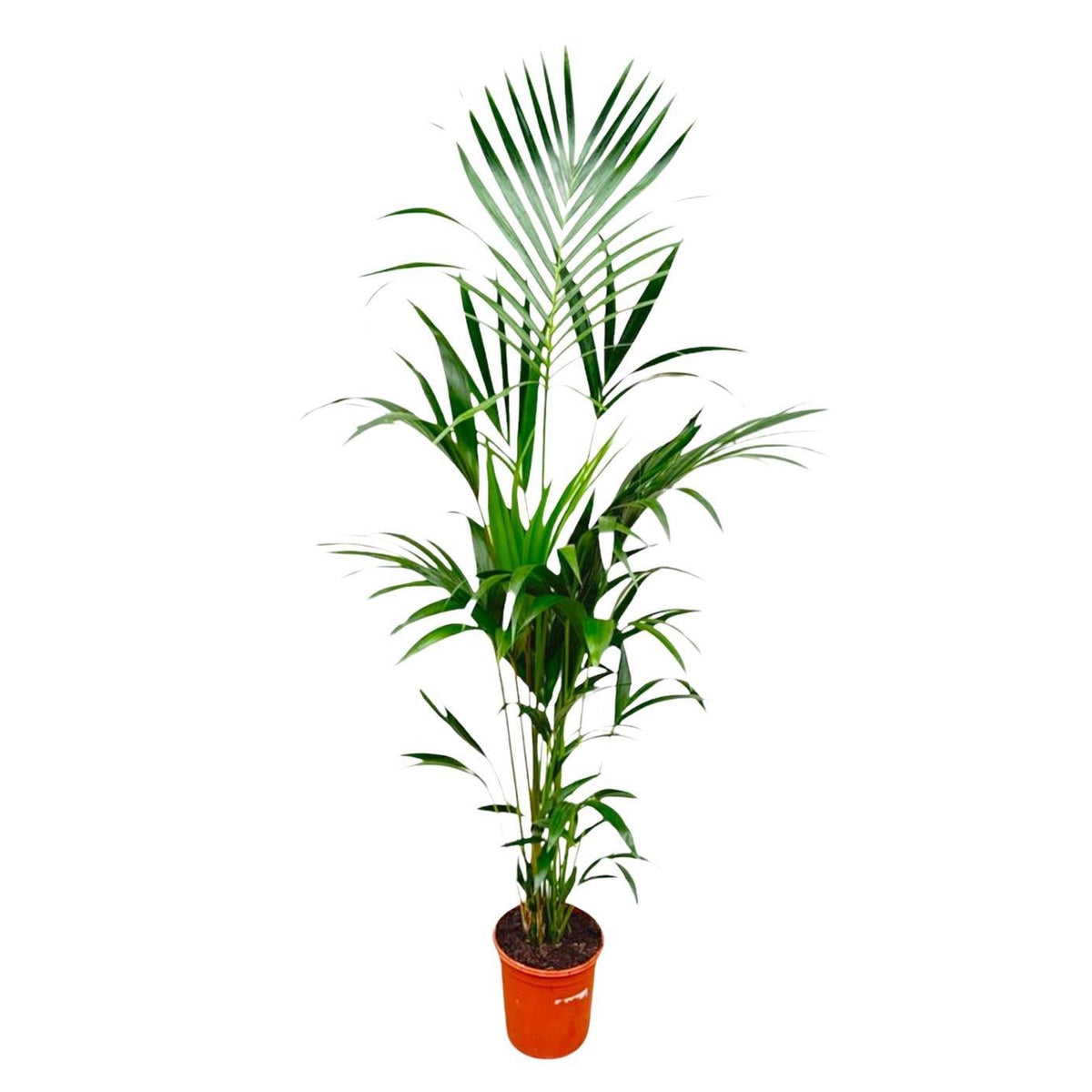 Howea Forsteriana | ↑180 cm | Ø24 cm