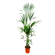 Howea Forsteriana | ↑180 cm | Ø24 cm