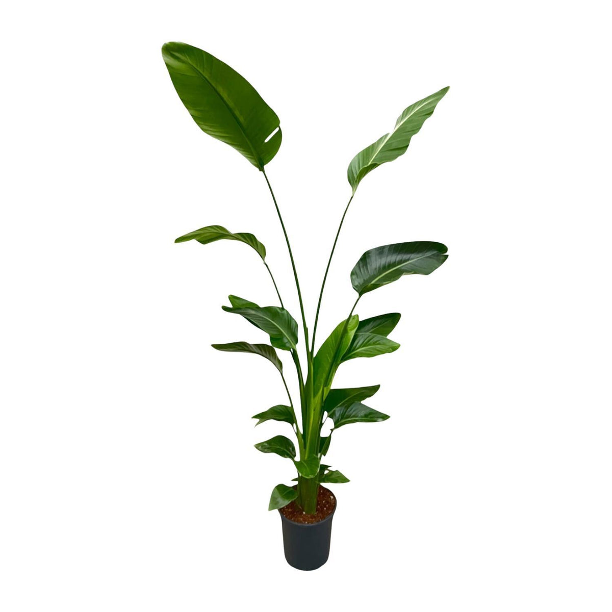 Strelitzia Nicolai | ↑170 cm | Ø30 cm