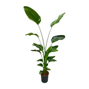 Strelitzia Nicolai | ↑170 cm | Ø30 cm