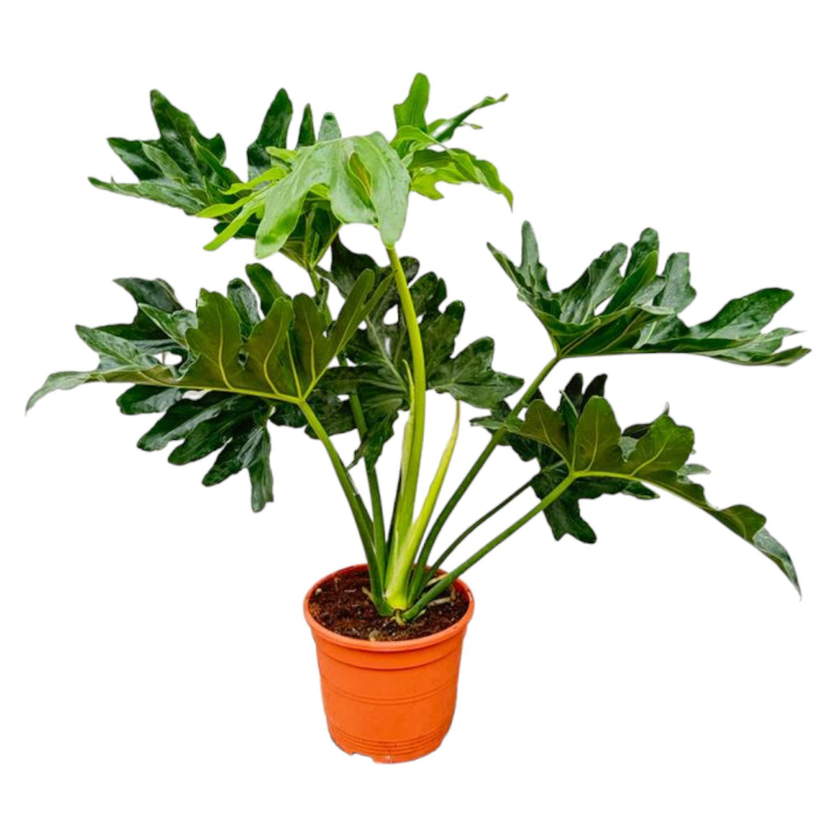 Philodendron Selloum | ↑80 cm | Ø22 cm