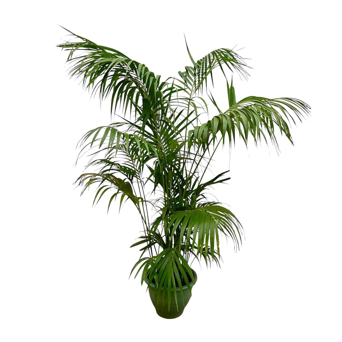 Howea Forsteriana XXL | ↑260 cm | Ø35 cm