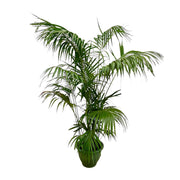Howea Forsteriana XXL | ↑260 cm | Ø35 cm