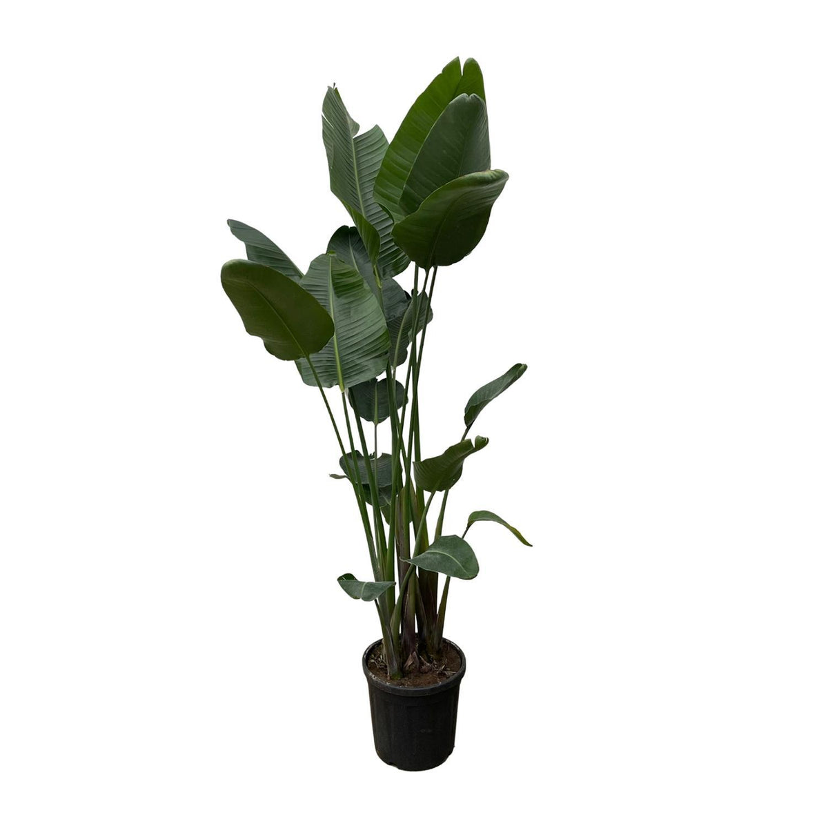 Strelitzia Nicolai XXL | ↑250 cm | Ø50 cm