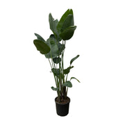 Strelitzia Nicolai XXL | ↑250 cm | Ø50 cm