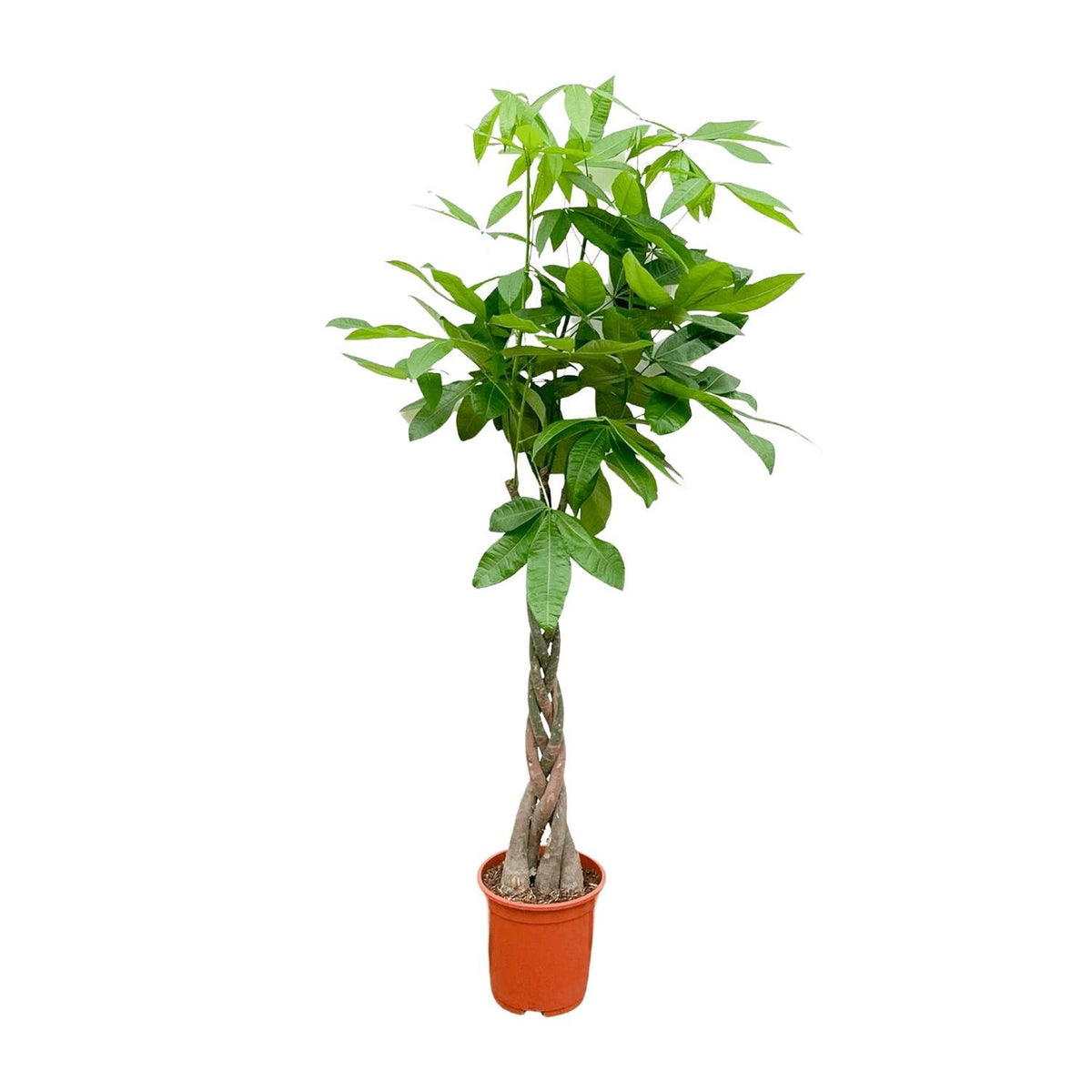 Pachira Aquatica | ↑160 cm | Ø27 cm