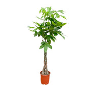 Pachira Aquatica | ↑160 cm | Ø27 cm