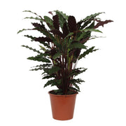 Calathea Wavestar | ↑80 cm | Ø19 cm