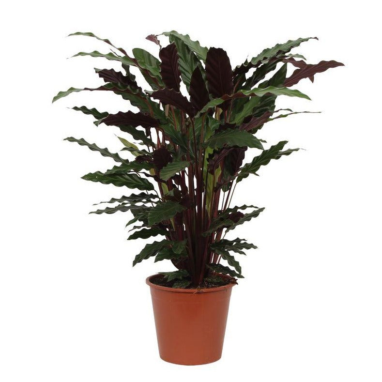 Calathea Wavestar | ↑80 cm | Ø19 cm
