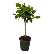 Ficus Altissimo Variegata | ↑120 cm | Ø33 cm