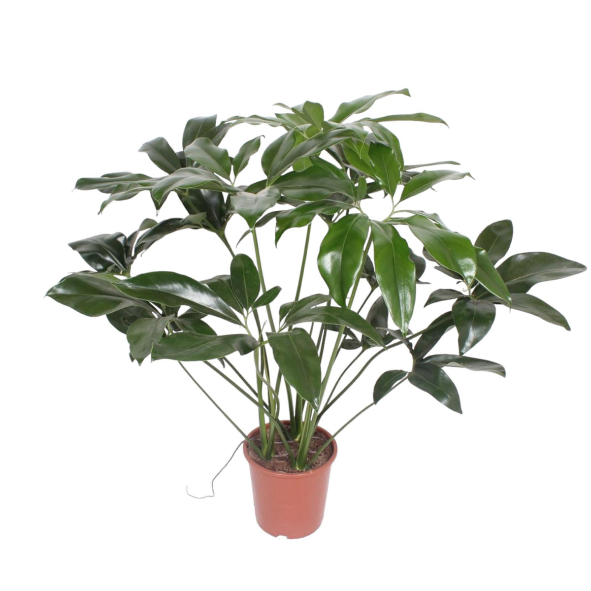 Philodendron Green Wonder | ↑120 cm | Ø27 cm