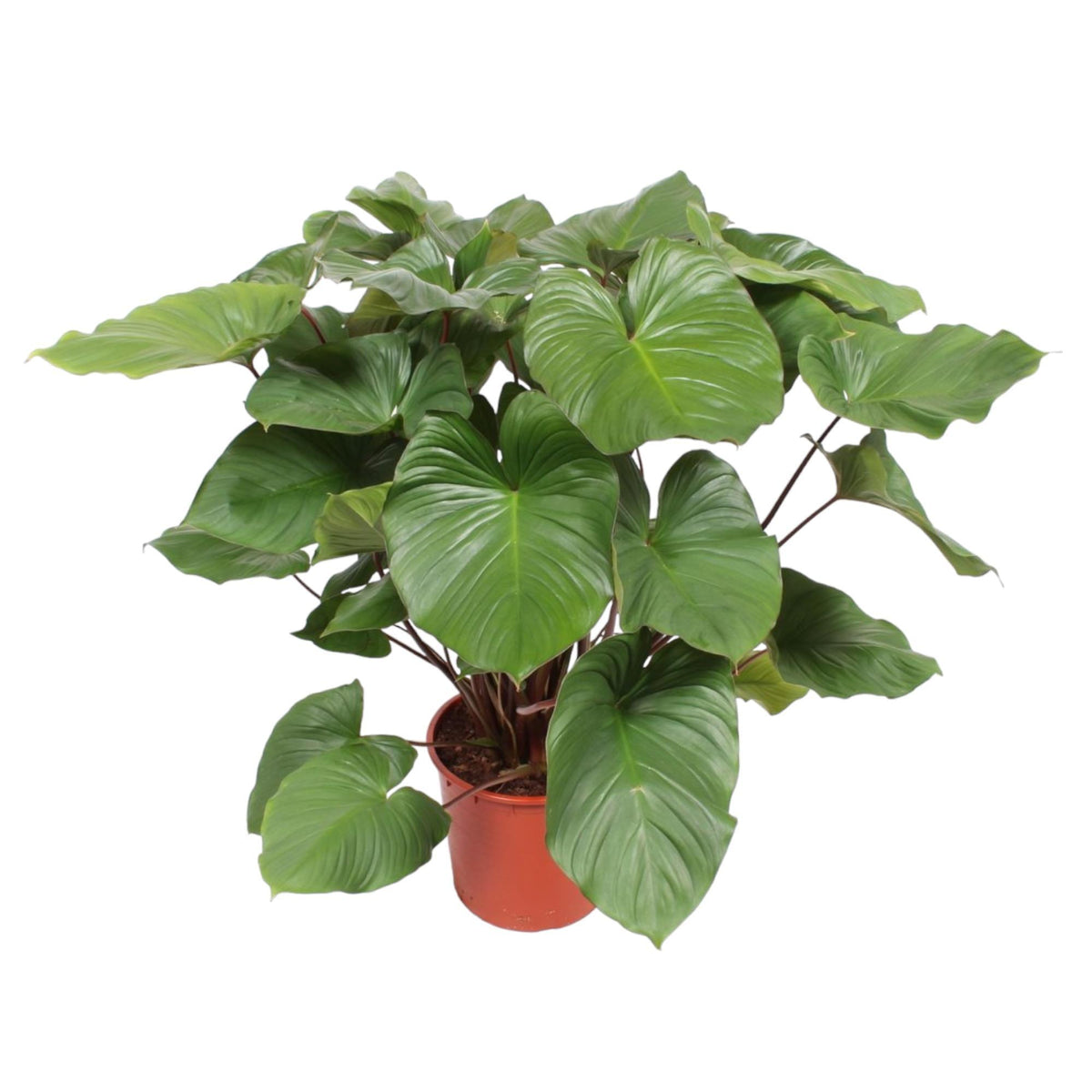 Homalomena Rubescens Maggy | ↑140 cm | Ø34 cm