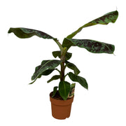 Musa | ↑80 cm | Ø21 cm