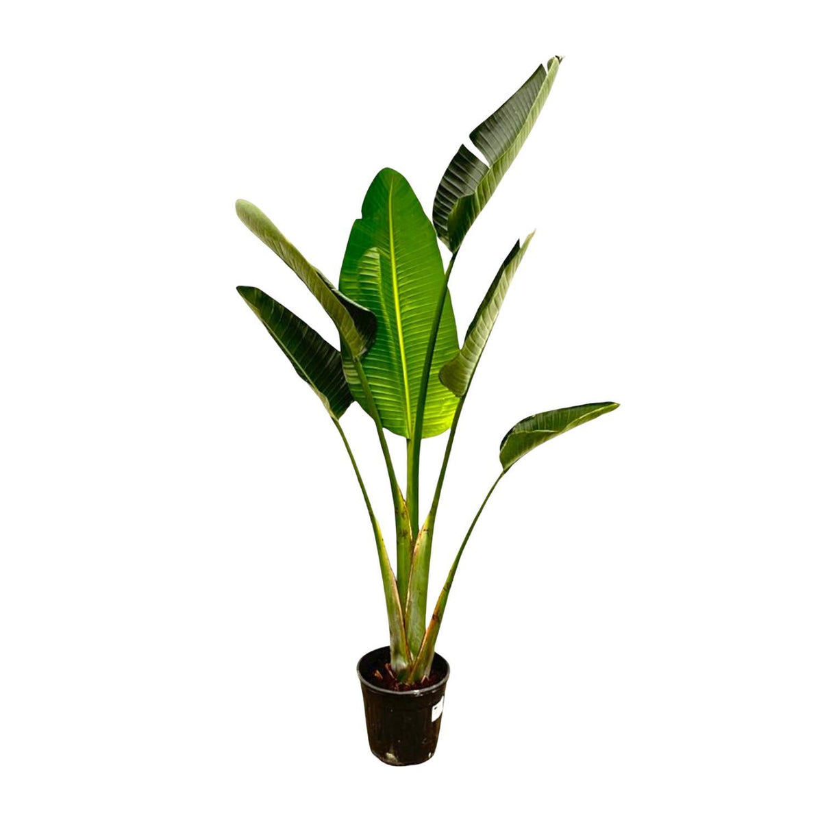 Strelitzia Augusta | ↑180 cm | Ø30 cm