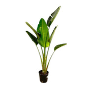 Strelitzia Augusta | ↑180 cm | Ø30 cm