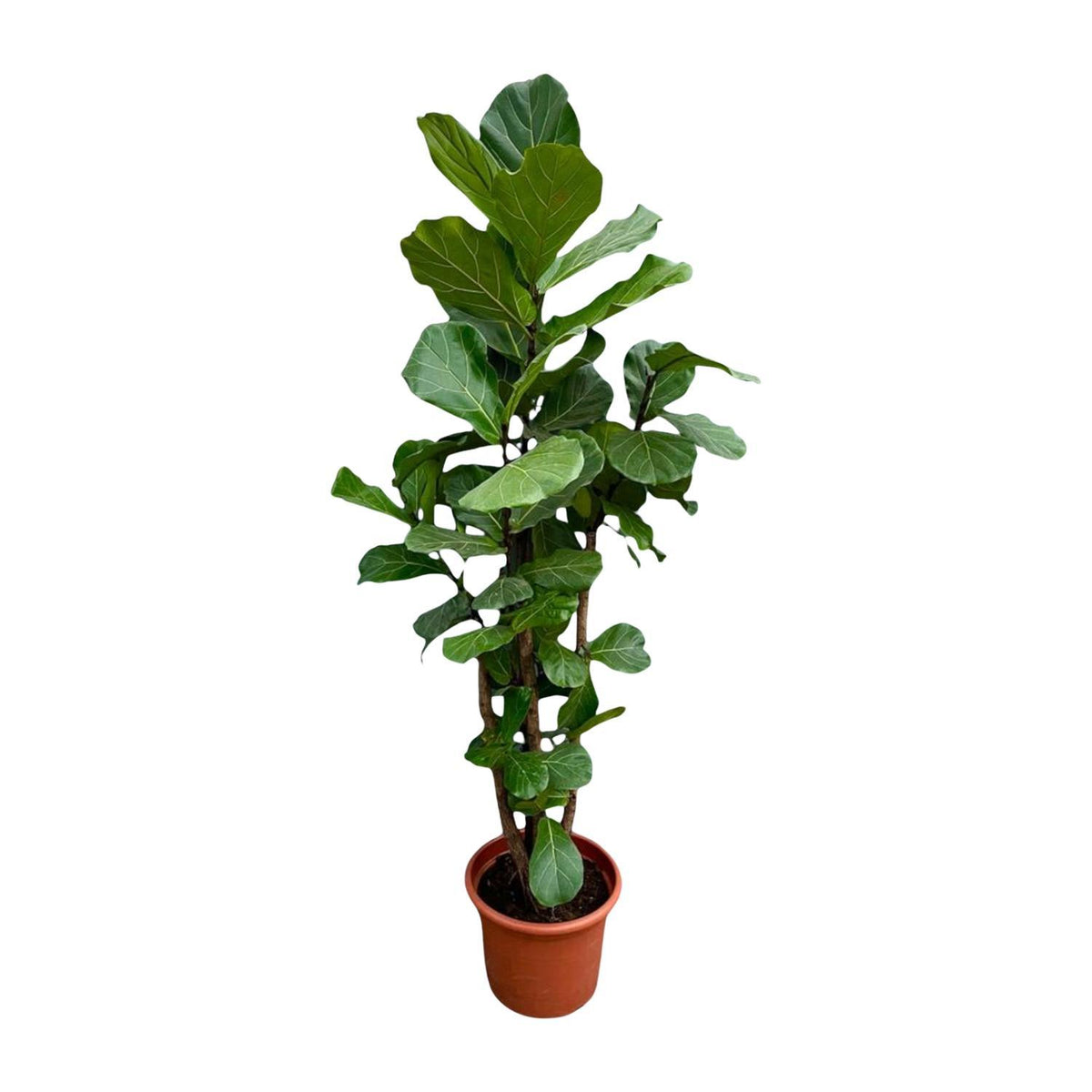 Ficus Lyrata vertakt XXL | ↑230 cm | Ø40 cm