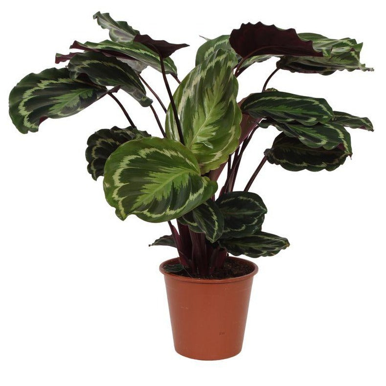 Calathea Medallion | ↑80 cm | Ø19 cm