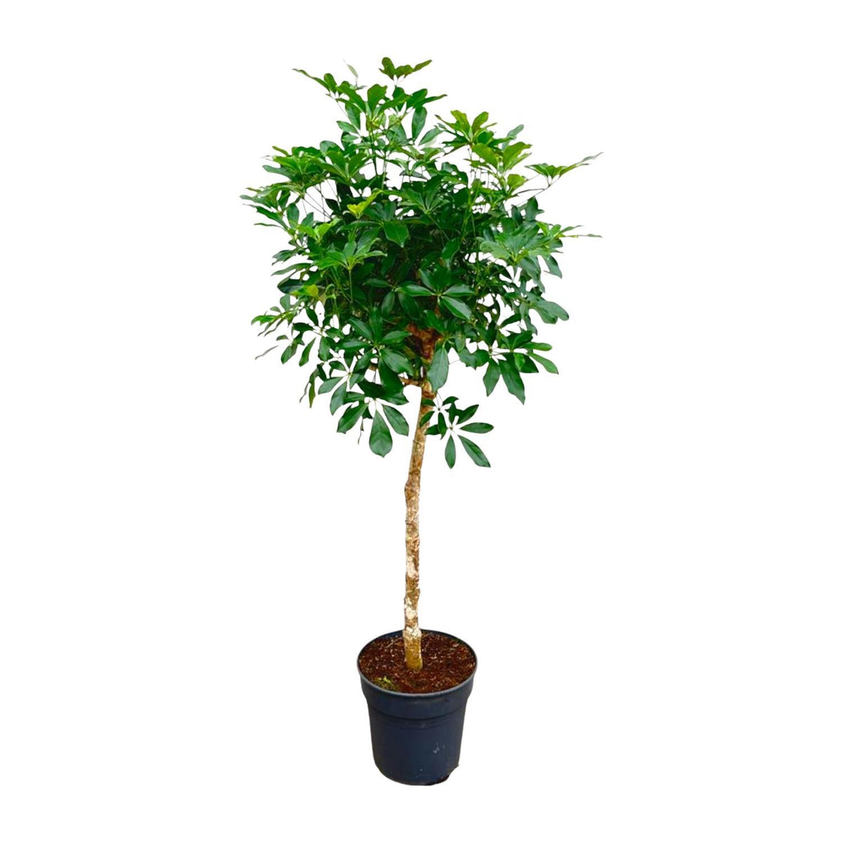 Schefflera Op Stam | ↑180 cm | Ø34 cm