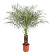 Phoenix Roebelenii | ↑150 cm | Ø27 cm