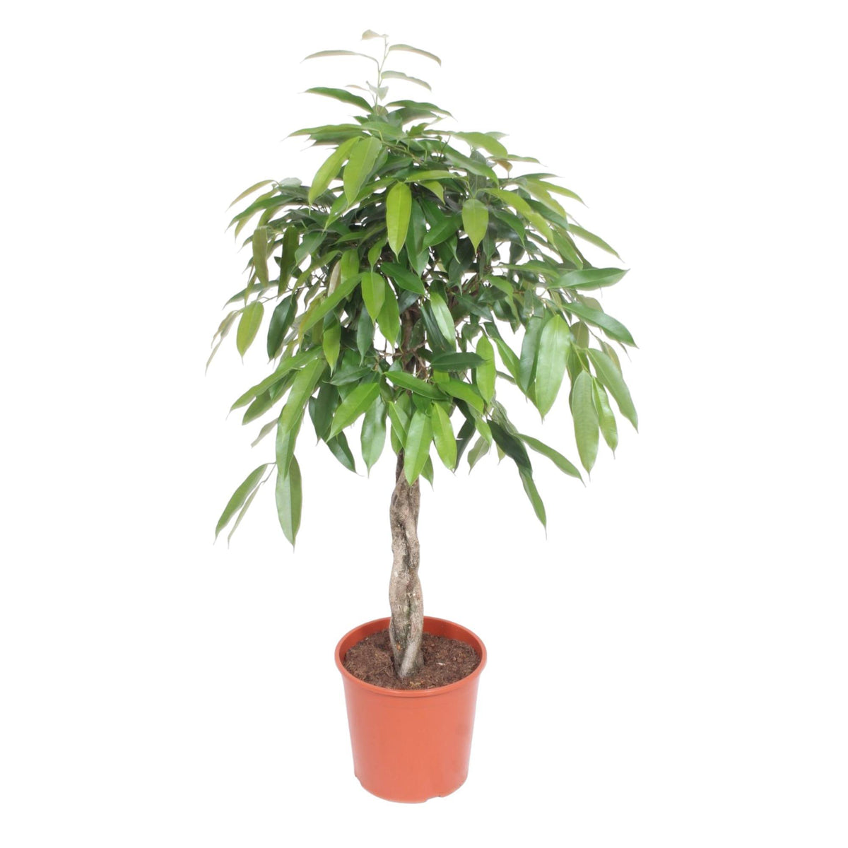 Ficus Amstel King Gevlochten Stam | ↑140 cm | Ø30 cm