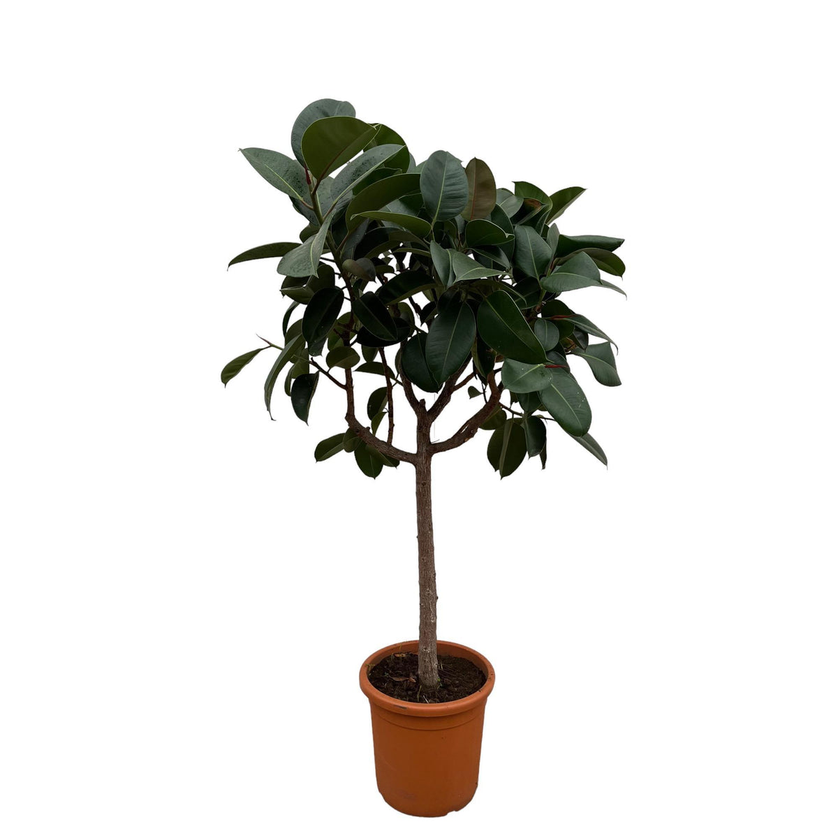 Ficus Elastica Robusta Op Stam | ↑160 cm | Ø35-40 cm
