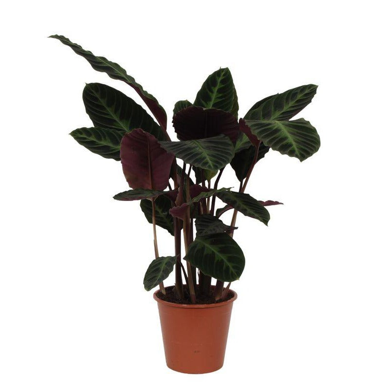 Calathea Warscewiczii | ↑80 cm | Ø19 cm
