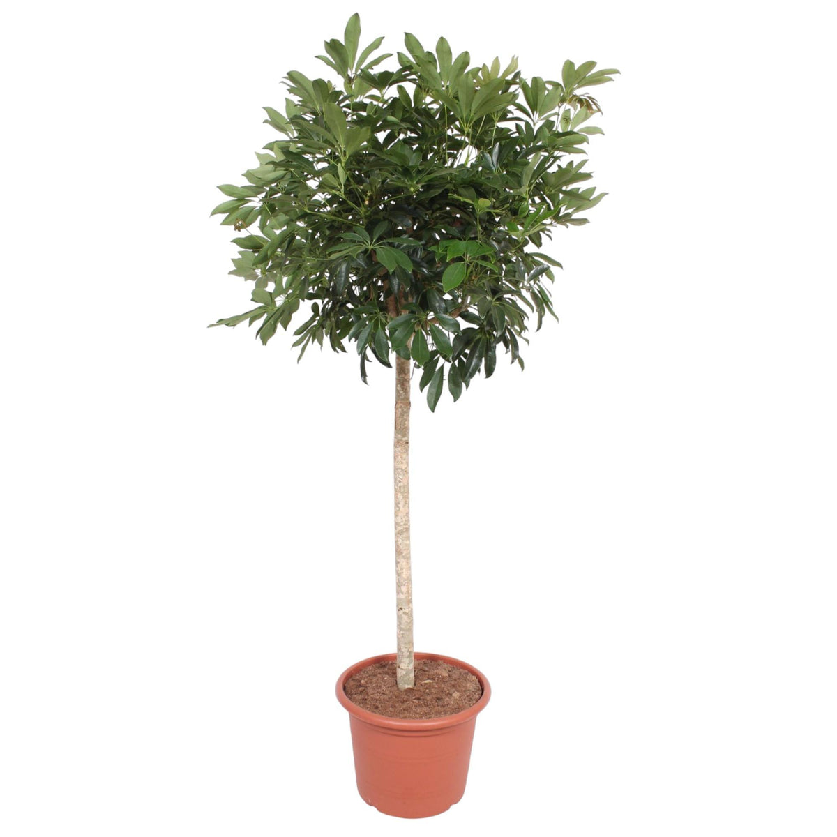 Schefflera Arboricola Compacta boom | ↑190 cm | Ø45 cm