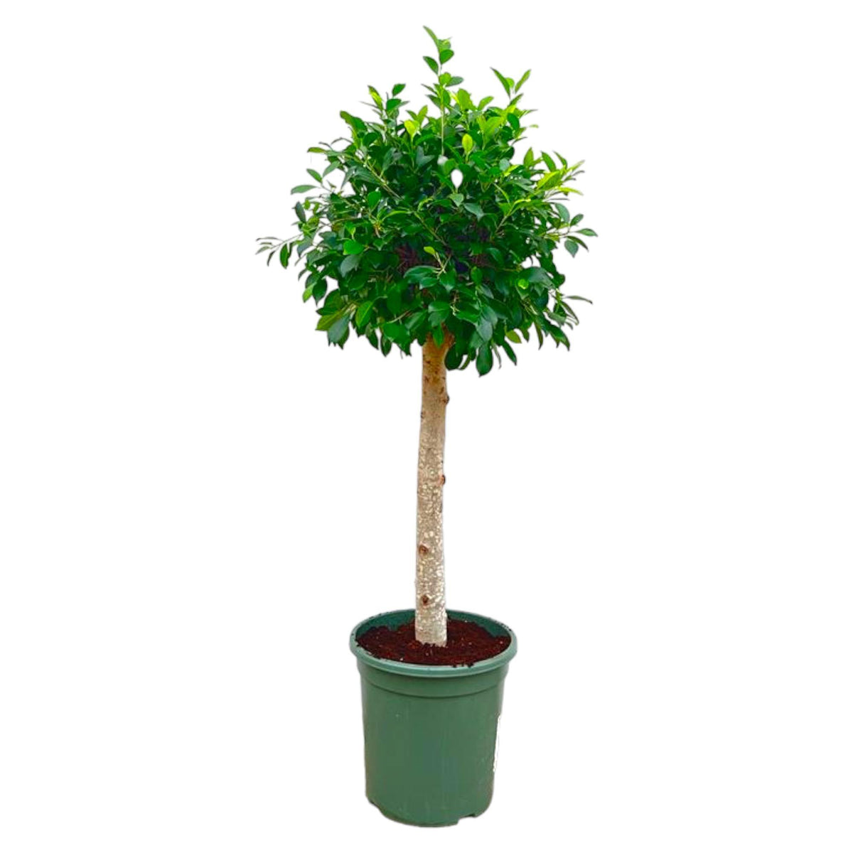 Ficus Nitida Op Stam | ↑130 cm | Ø30 cm