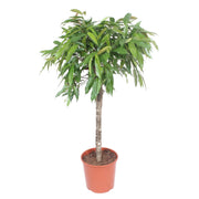 Ficus Amstel King | ↑140 cm | Ø30 cm