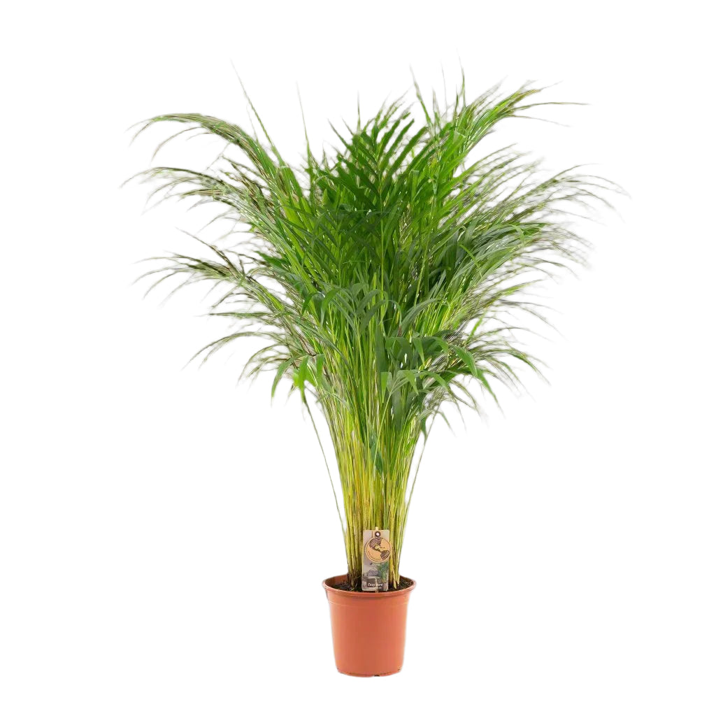 Dypsis Lutescens | ↑110 cm | Ø21 cm