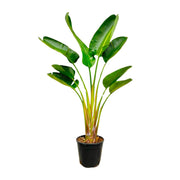 Strelitzia Augusta | ↑160 cm | Ø28 cm