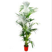 Howea Forsteriana | ↑200 cm | ø24 cm