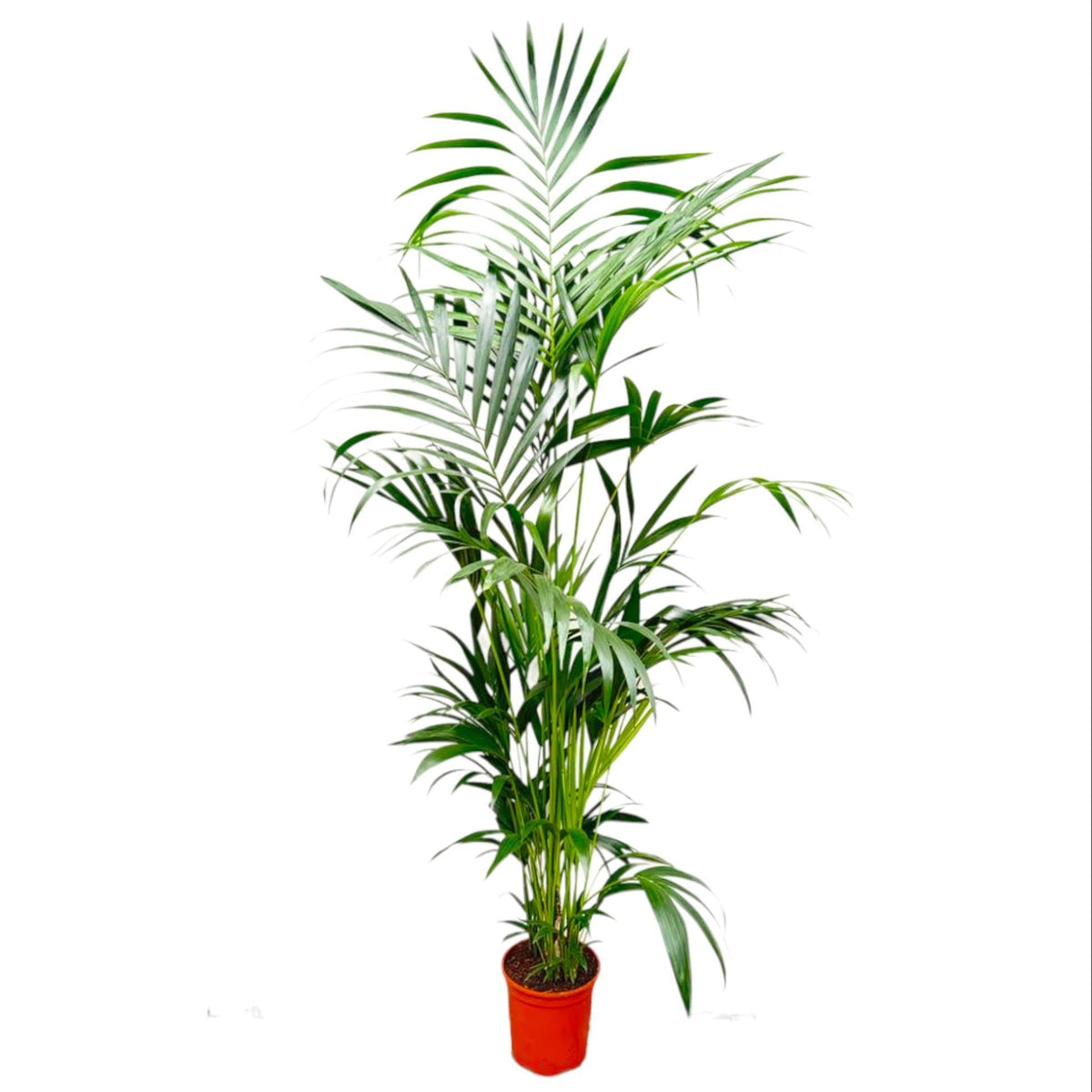 Howea Forsteriana | ↑200 cm | ø24 cm