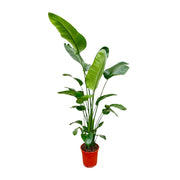 Strelitzia Nicolai | ↑190 cm | Ø30 cm