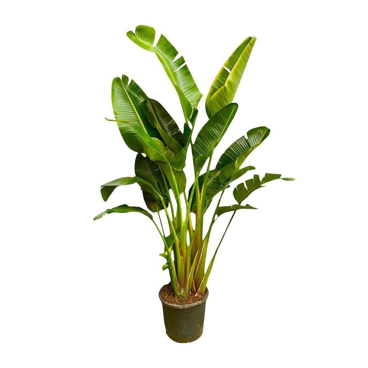 Strelitzia Augusta Multi Stam XXL | ↑250 cm | Ø50 cm