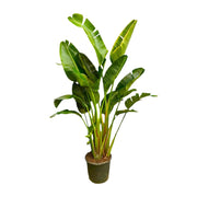 Strelitzia Augusta Multi Stam XXL | ↑250 cm | Ø50 cm