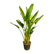 Strelitzia Augusta Multi Stam XXL | ↑225 cm | Ø40 cm