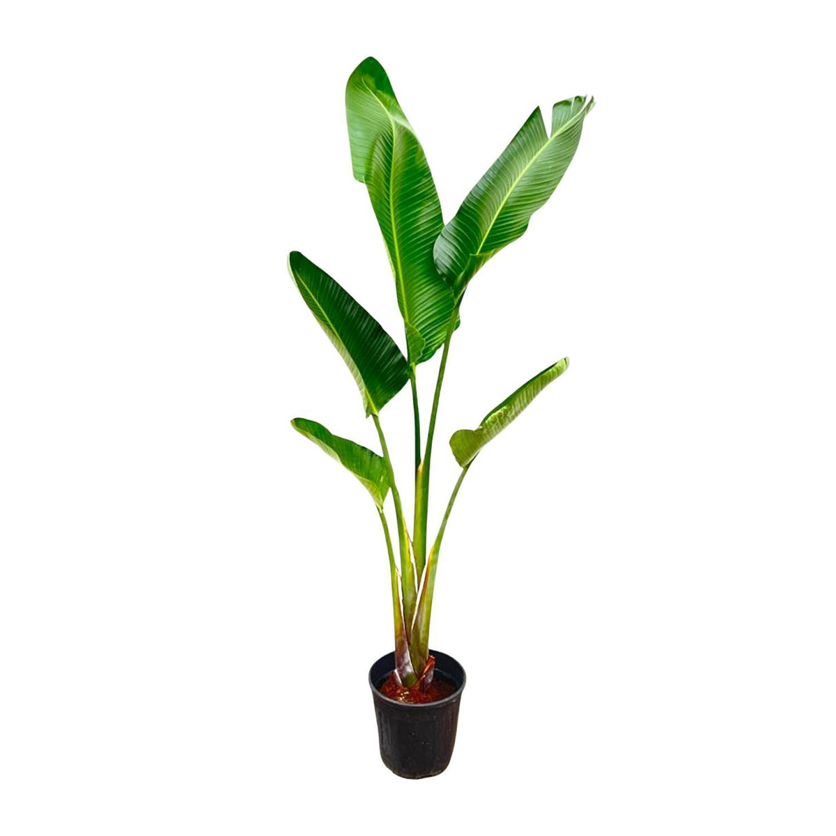 Strelitzia Augusta | ↑210 cm | Ø30 cm