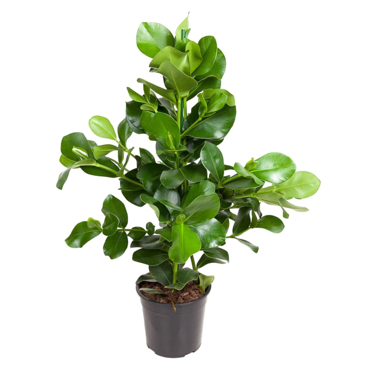 Clusia Rosea | ↑100 cm | Ø24 cm