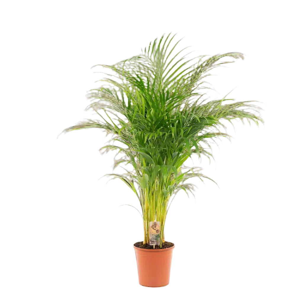 Dypsis Lutescens | ↑130 cm | Ø24 cm