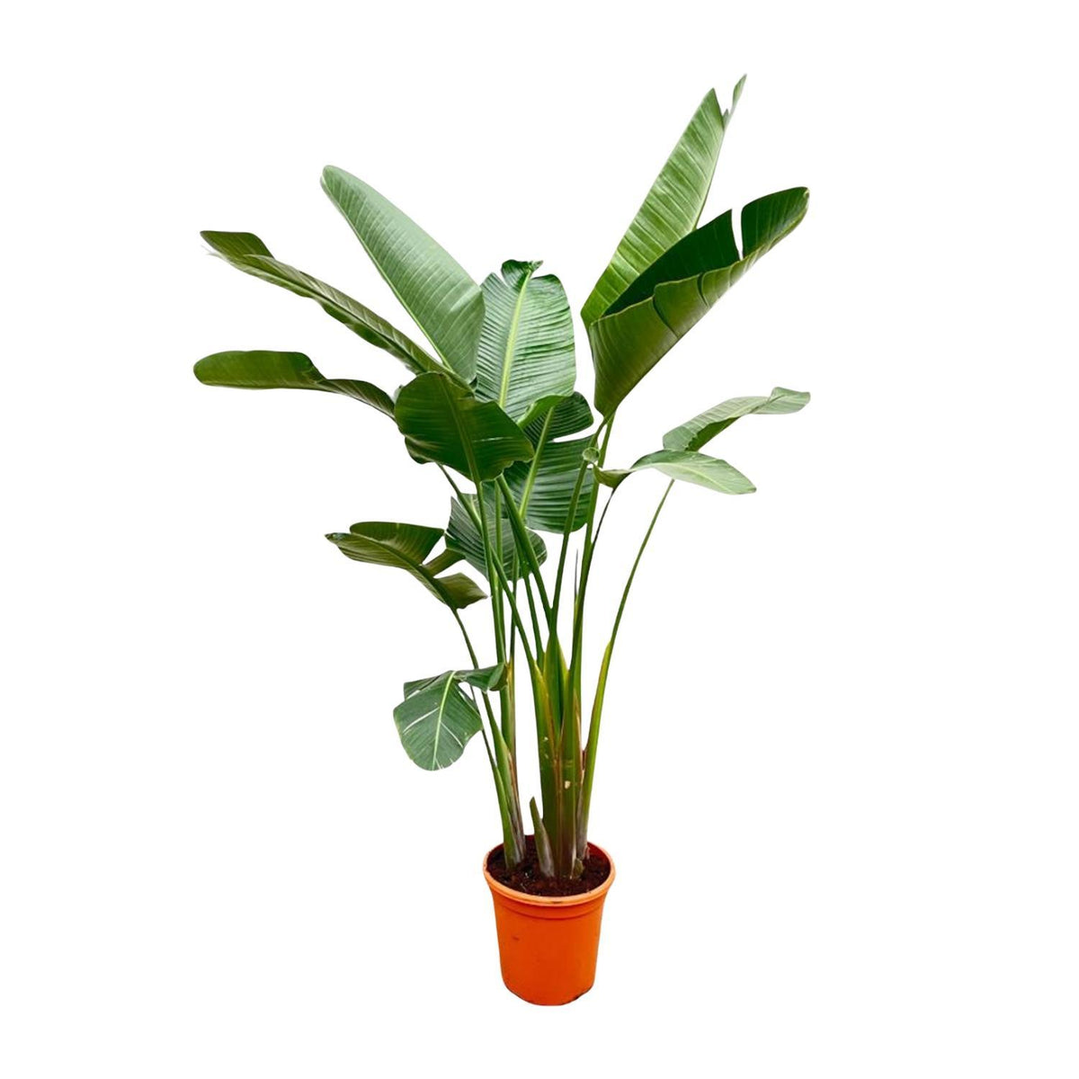 Strelitzia Augusta Deluxe XXL | ↑250 cm | Ø38 cm