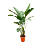 Strelitzia Augusta Deluxe XXL | ↑250 cm | Ø38 cm