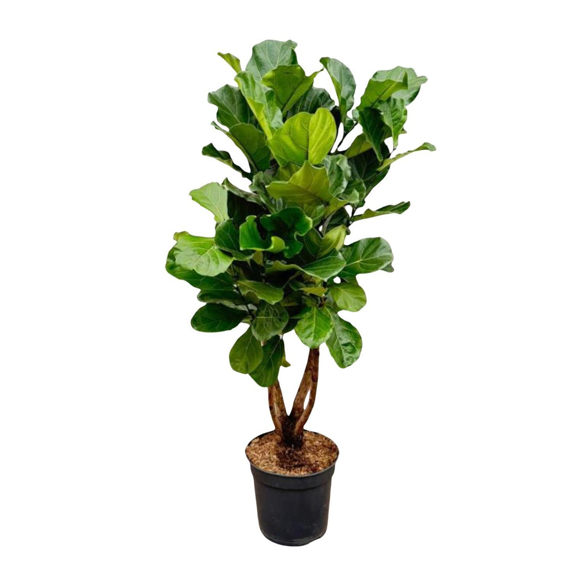 Ficus Lyrata vertakt XL | ↑200 cm | Ø32 cm